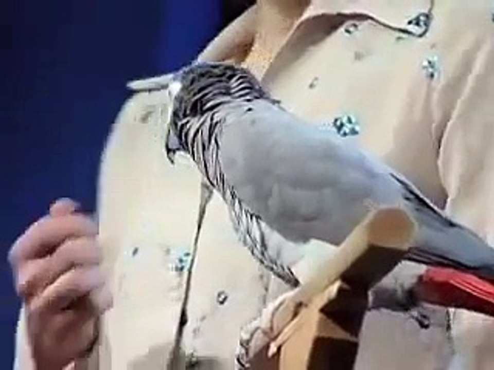 Einstein the bird