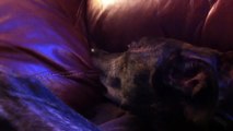 Greyhound Snoozing