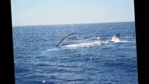 Swimming with humpback whales,a Fafa Island tour, Tonga.