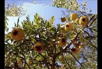 baymak karapürçek kombi servisi - 0312-279 15 16 tamir bakım