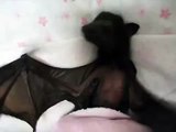 Baby Bats:  Baby Bat Flapping His Baby Bat Wings