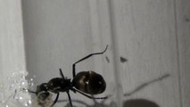 Polyrhachis sp. - queen with first larvae