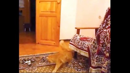 lustige Katzen und Hunde /  Funny Cats Videos Dogs