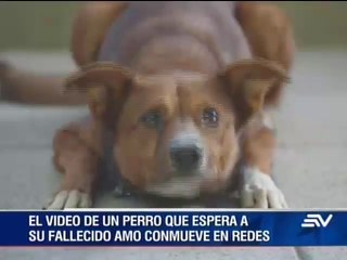 La buena acción de un surfista y un penoso secreto de Disney en #LoMásVisto