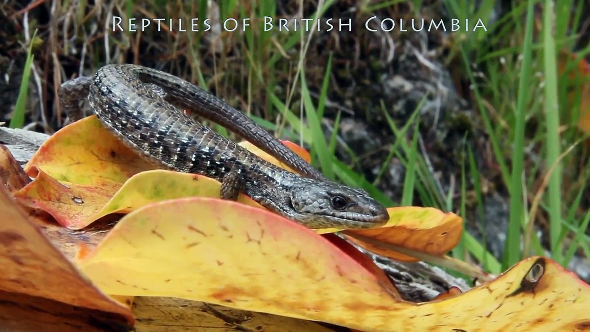 Alligator Lizard | Reptiles of BC