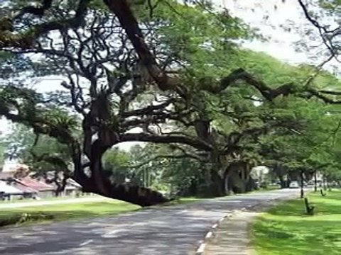 Taiping Lake Garden (Malaysia)