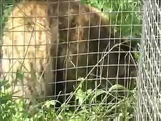 Cat munching on grass