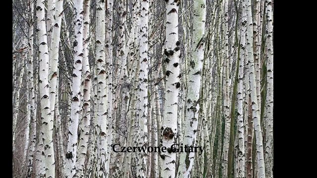 Krzysztof Klenczon & Czerwone Gitary - Biały Krzyż