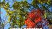 Fall in the Great Smoky Mountains The Color of Autumn