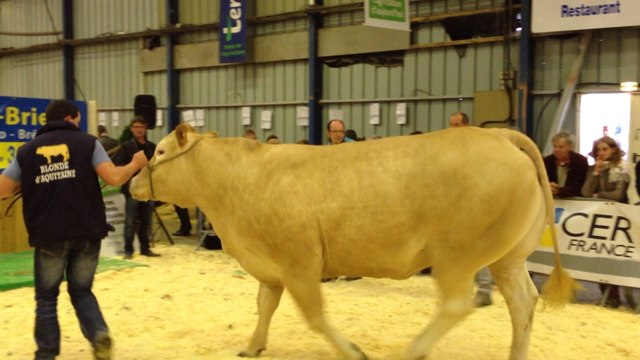 Vente aux enchères de six vaches à viande