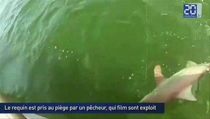 Un poisson géant dévore un requin
