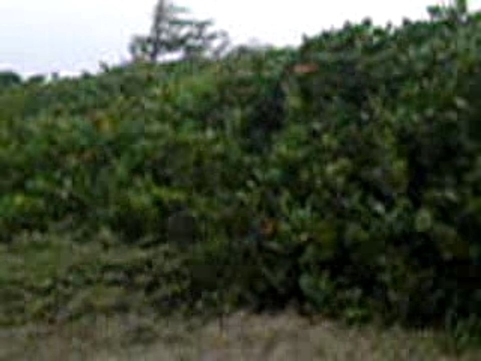 Camping a tintinmare