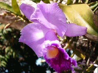 Los Rehenes pienso en ti