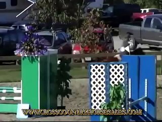 Trixie Winning Pony Jumper, A Shows BC, Alberta & Calif!