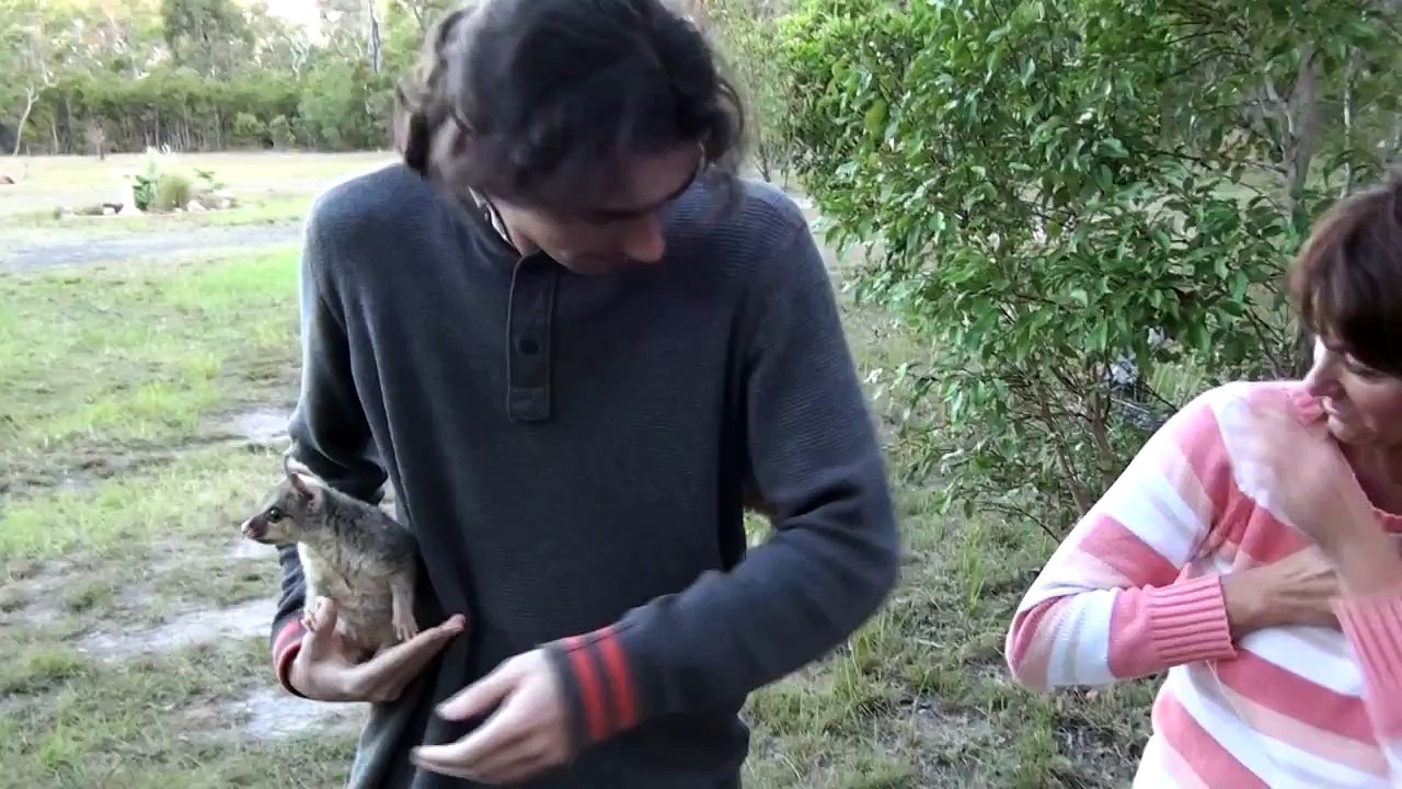 Two teen possums on a man