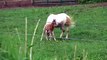 White Horse  Appaloosa Colt Newborn foal Western