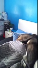 Réveiller quelqu'un avec un laser et un chien