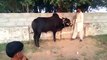 check the power of bull Must watch.. Bakra eid 2014