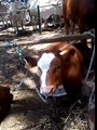 Vaca mugiendo en la Romería de Los Llanos de Aridane