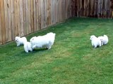 Japanese Spitz Puppies Playing in Yard (Video 1) - www.SweetSamurai.com