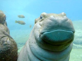 Baby Hippo Playing Peek-a-Boo