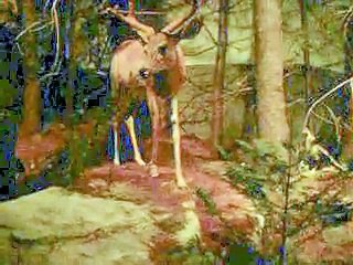 Amazing Night View Of The Wild