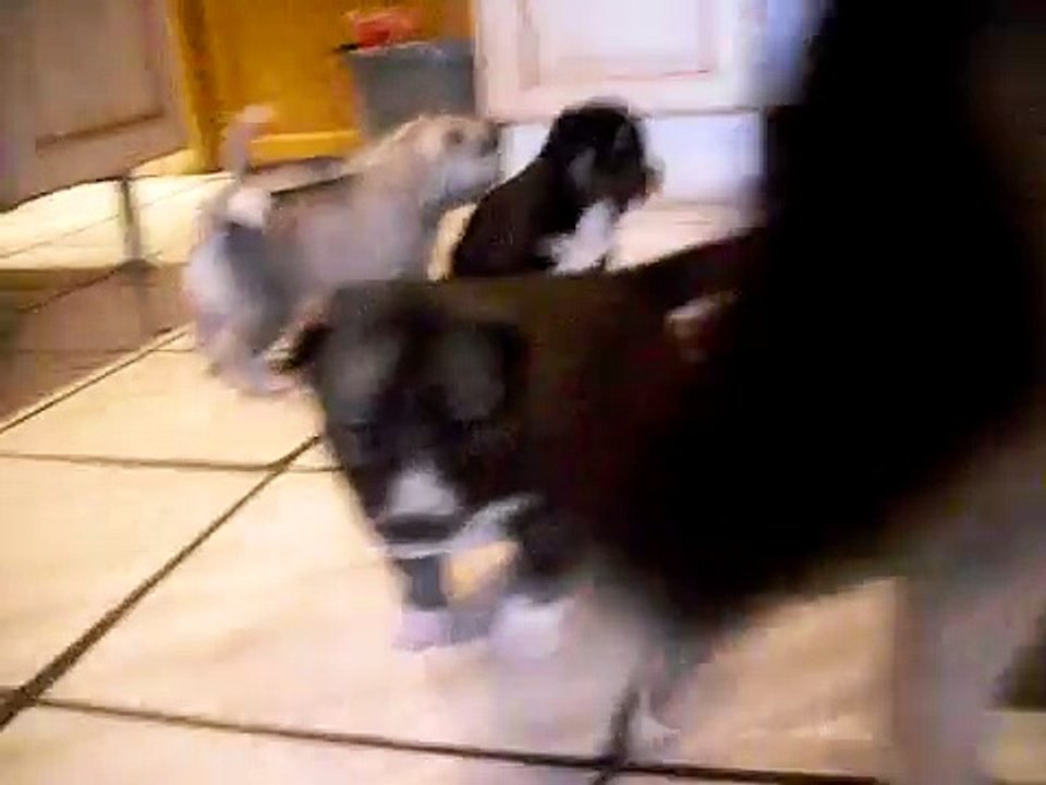 chiot husky siberien