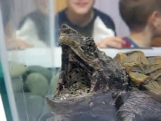 Macrochelys temminckii - Alligator Snapping Turtle