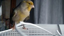 canto canario agata roja mosaico