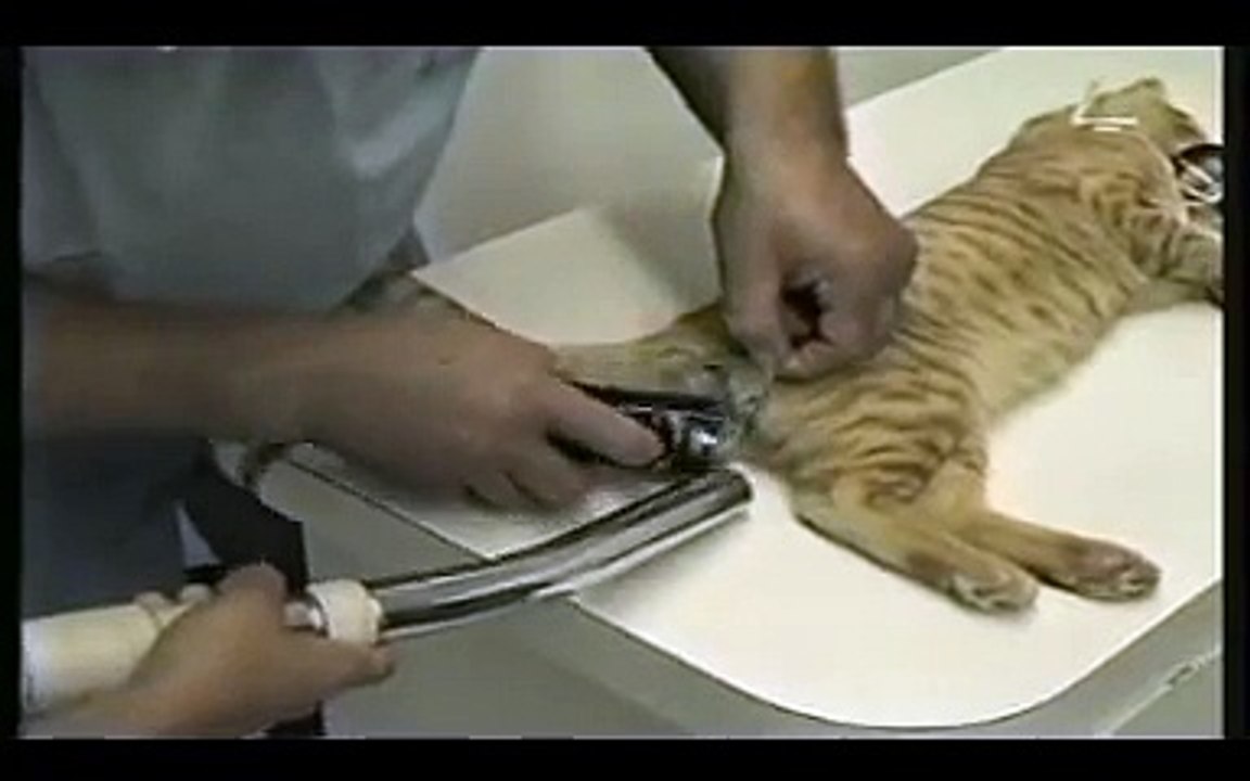 CAT GETTING NEUTERED