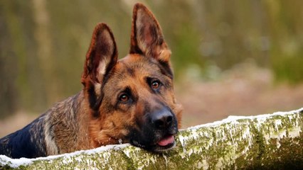 Een mooie fotoshoot of tekening van je dier!