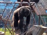 scimpanzè che fuma