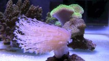 Weeping Willow Leather Coral
