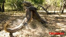 Animales extraños: REPTILES GIGANTES del mundo, los reptiles mas grandes del mundo
