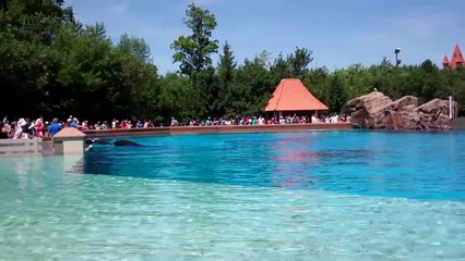Killer Whales At Marineland Niagara Falls.