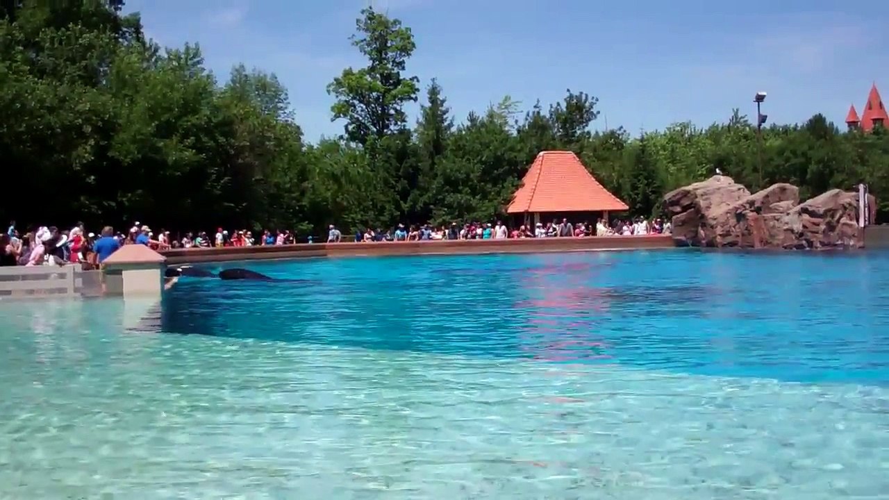 Killer Whales At Marineland Niagara Falls.