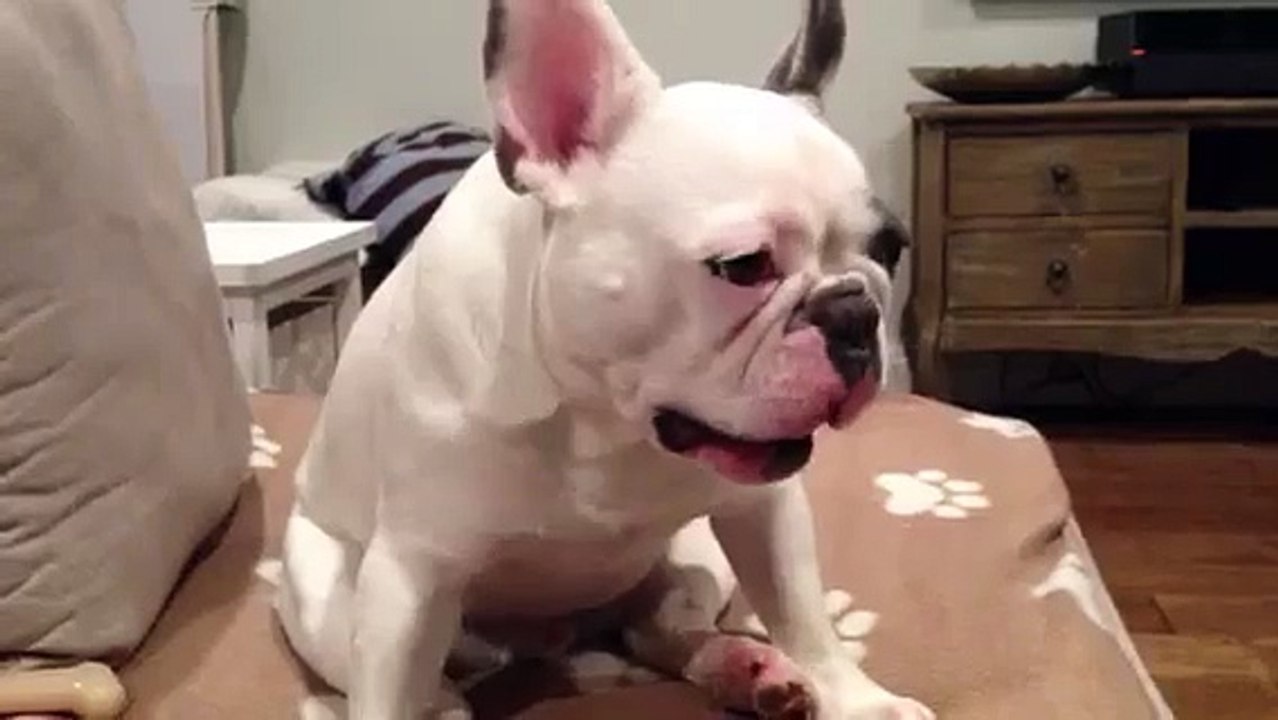 French Bulldog Scratching His Junk