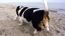 Basset Hound on The Beach
