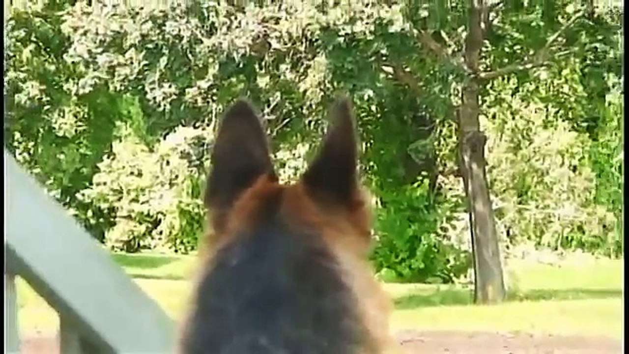 German Shepherd  dog