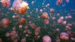 Nager avec des milliers de méduses : Jellyfish Lake, Palau