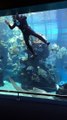 Requin qui a besoin de Câlins vient embêter un plongeur
