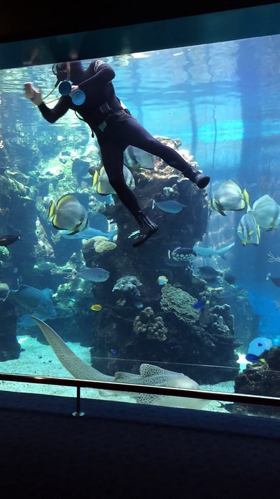 Requin qui a besoin de Câlins vient embêter un plongeur