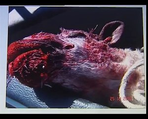 Ataque de pitbull a mascota en Paraguay (segundo caso)