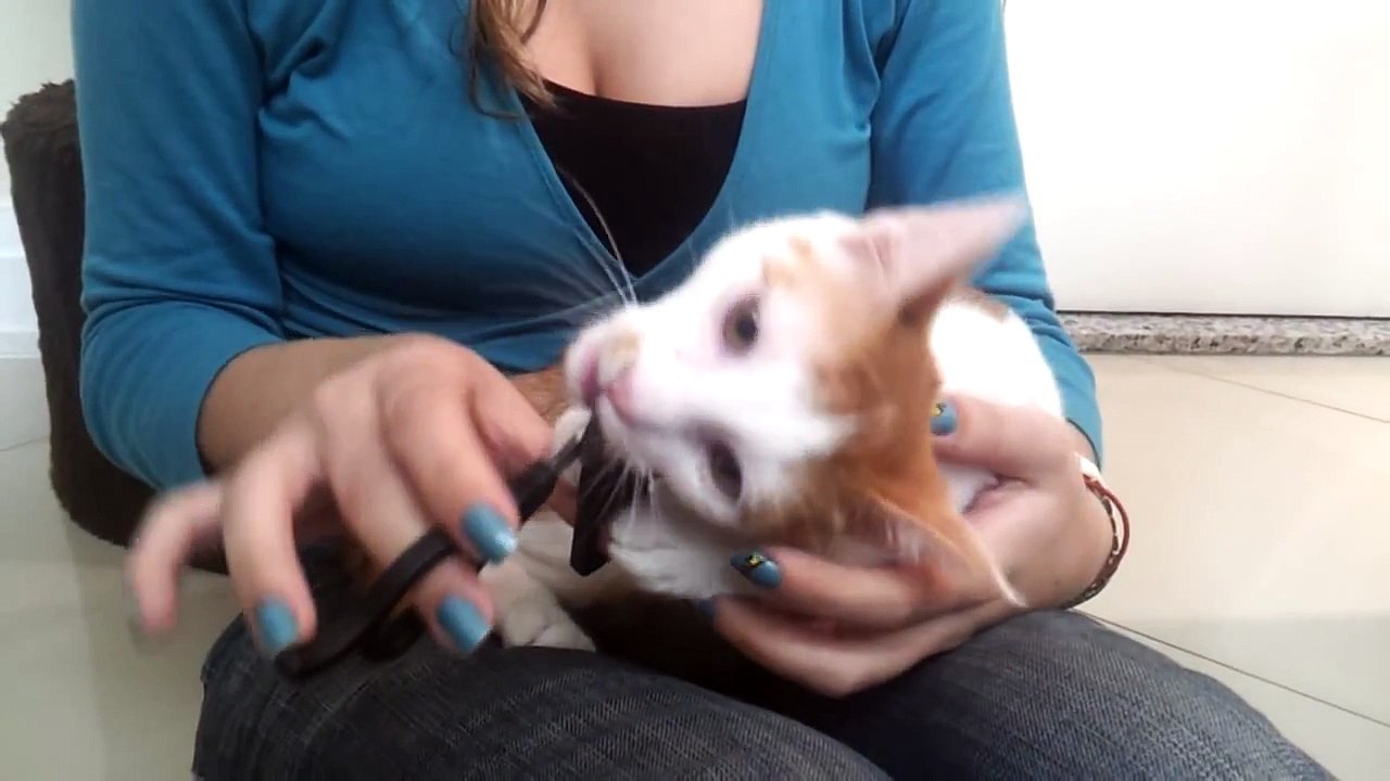 Como cortar as unhas do seu gato
