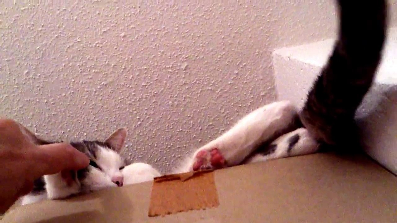HD - MY KITTY LUANA LOVES ME SO MUCH!