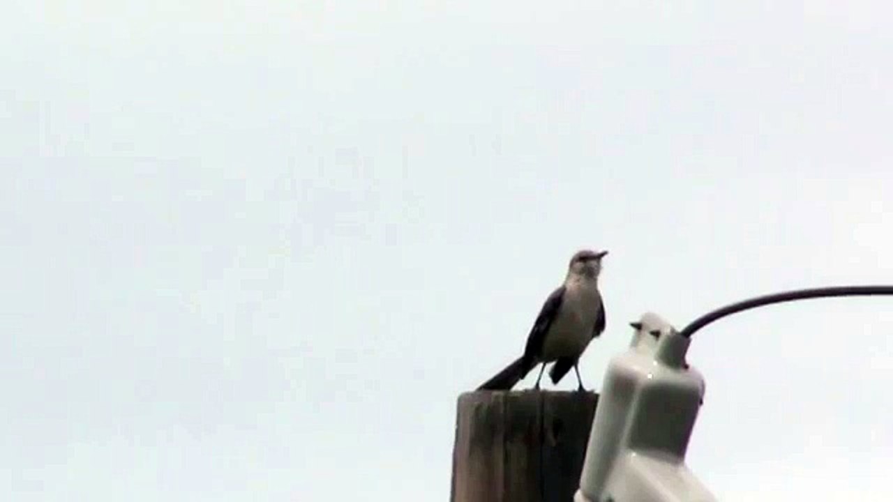 mocking bird song Texas