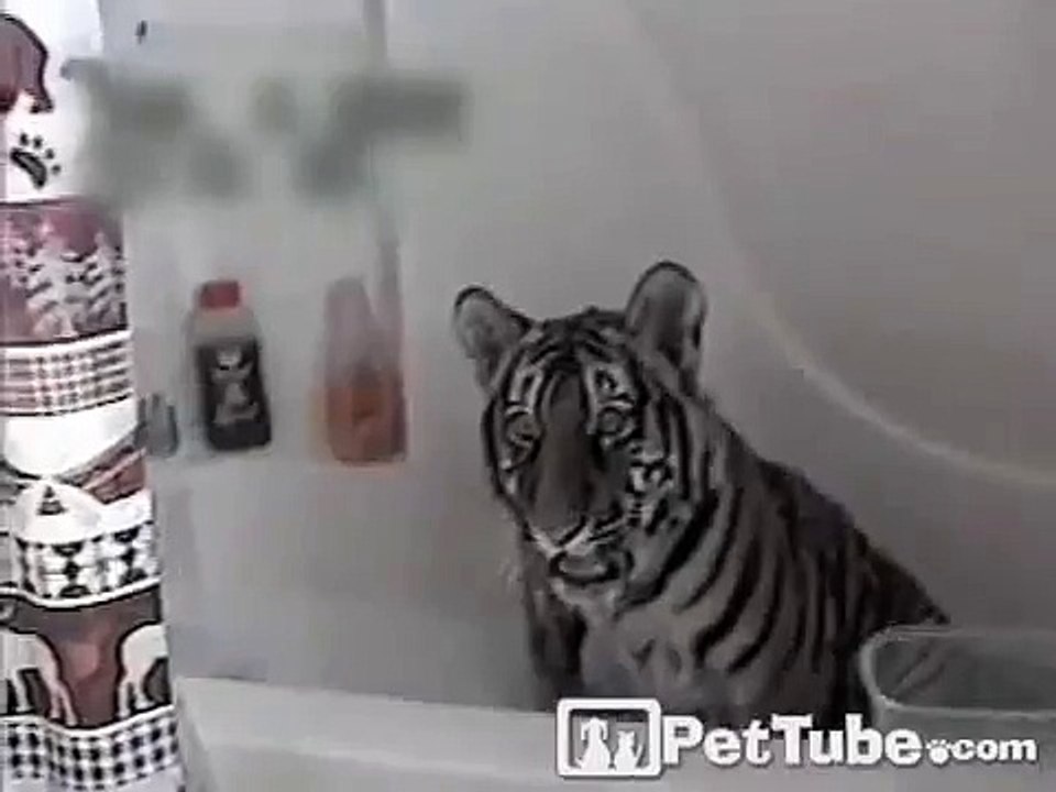 Tiger Tub- PetTube