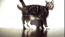 dropping cat in slow-motion | GoPro HD Hero2 120fps + Twixtor | 1/80 speed