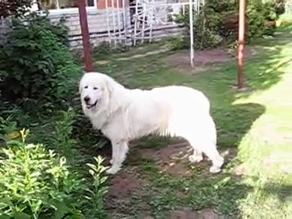 Pürenee mäestikukoer / Great Pyrenees Brenda II