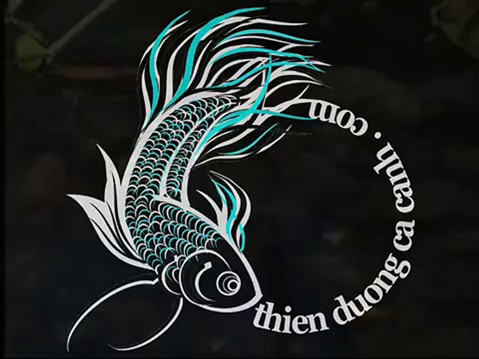 Cá Rồng Trong Tự Nhiên - Thiên Đường Cá Cảnh